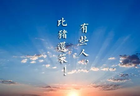 有些人，比猪还笨！【摧邪显正】-图片1